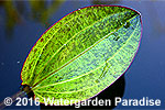 Echinodorus 'Leopard'