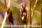 Eleocharis pusilla