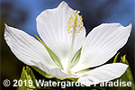 Hibiscus coccineus 'Alba'