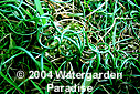 Juncus effusus 'Spiralis'