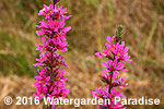 Lythrum virgatum var. 'Rose Queen'