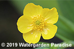 Ranunculus flammula