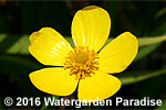 Ranunculus lingua var. 'Grandiflora'