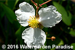 Sagittaria lancifolia