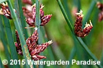 Schoenoplectus pungens