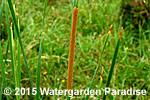 Typha domingensis