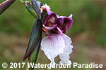 Thalia geniculata