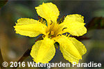 Villarsia exaltata - Liparophyllum exaltatum