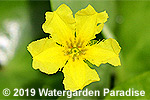 Villarsia violifolia - Liparophyllum violifolium