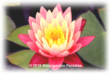 Nymphaea 'Gregg's Orange Beauty'