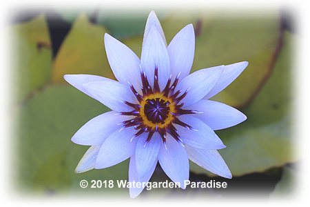 Nymphaea 'Wood's Blue Goddess'
