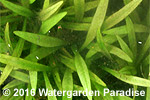 Echinodorus quadricostatus
