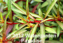Ludwigia glandulosa (emergent)