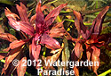 Ludwigia glandulosa (submergent)