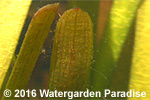 Vallisneria erecta