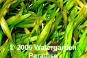 Vallisneria tortifolia