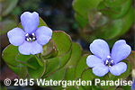 Bacopa caroliniana