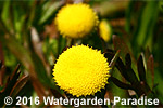 Cotula coronopifolia