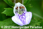 Hygrophila difformis