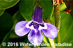 Lindernia grandiflora