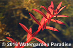 Ludwigia arcuata (submergent)