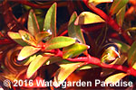 Ludwigia arcuata (emergent)
