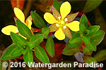 Ludwigia brevipes (emergent)