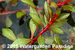 Ludwigia sp. 'Rubin' (emergent)