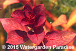 Ludwigia sp. 'Rubin' (submergent)
