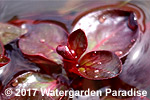 Ludwigia sp. 'Super Red' (submergent)