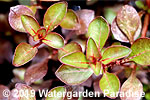 Ludwigia sp. 'Super Red' (emergent)