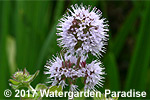Mentha aquatica