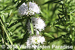 Mentha cervina