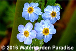 Myosotis scorpioides cv. 'Mermaid'
