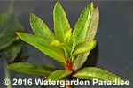 Proserpinaca palustris
