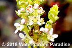 Pond Plants on Sale