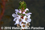 Rotala sp. 'Vietnam'