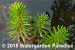 Rotala sp. 'Vietnam'