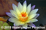 Nymphaea 'Green Smoke'