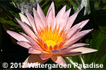 Nymphaea 'Golden West'