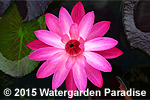 Nymphaea 'H. C. Haarstick'
