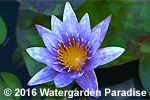 Nymphaea 'Islamorada'