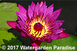 Nymphaea 'Magenta'