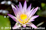 Nymphaea 'Madame Ganna Walska'