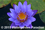 Nymphaea 'Mrs. Martin E. Randig'
