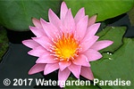 Nymphaea 'Noelene'