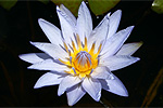 Nymphaea 'Pamela'