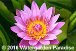 Nymphaea 'Persian Lilac'