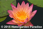 Nymphaea 'Sally Smith Thomas'