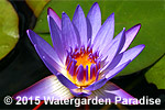 Nymphaea 'Tina'